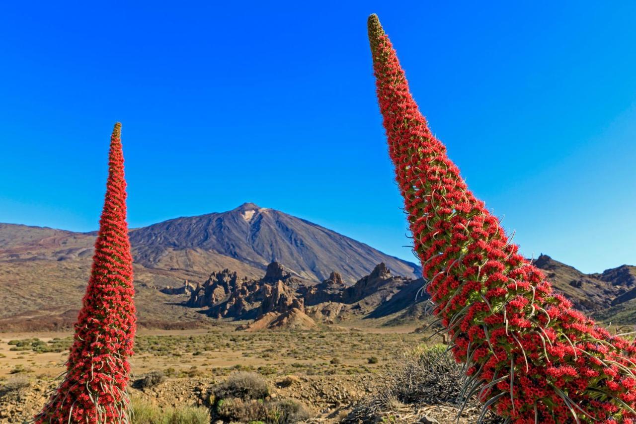 Jardines Del Teide Apartment Puerto de la Cruz  Ngoại thất bức ảnh